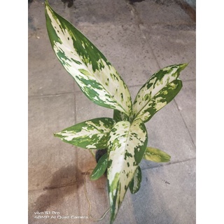 Dieffenbachia Tropic Snowต้น ไม้ฟอกอากาศ