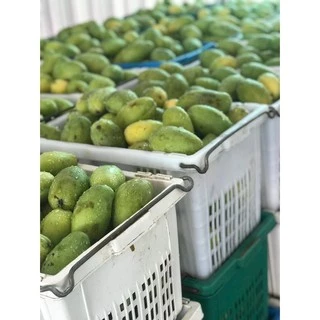 มะม่วงอบแห้ง AA สูตรธรรมชาติ 200กรัม มะม่วง ผลไม้อบแห้ง Dried Mango มะม่วงอบ