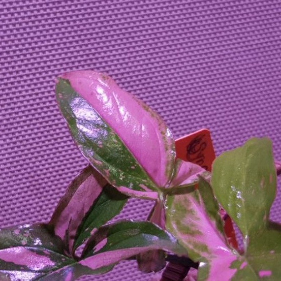 Syngonium Podophyllum Pink Splash เงินไหลด่างมาชมพู