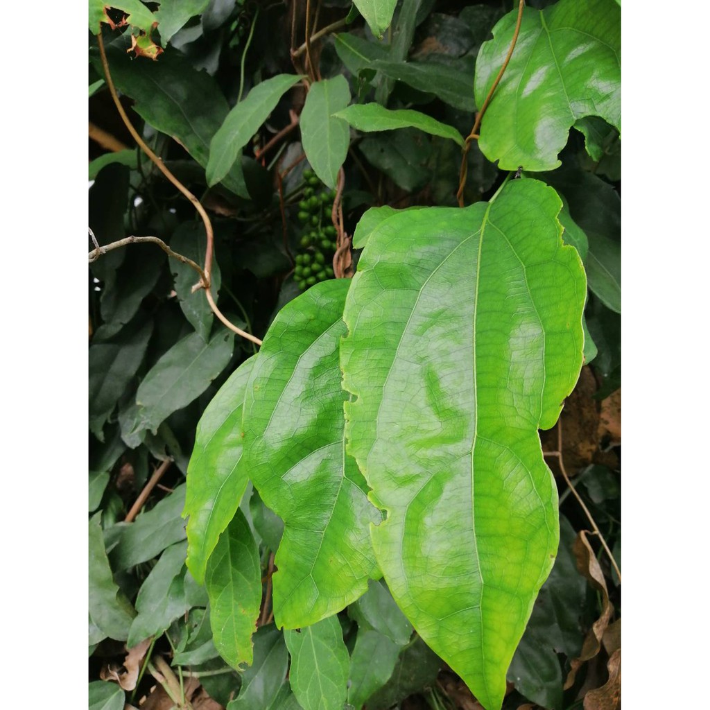 ใบย่านางสด Tiliacora ปลอดสารพิษ (100 กรัม 90-120ใบ) ใบย่านางเด็ดสด ทำน้ำสกัดเย็น ใบสดต้นย่านาง