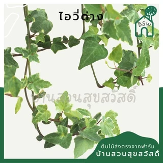 ไอวี่ด่าง กระถาง 3 นิ้ว