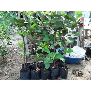 พร้อมส่งด่วน!!!ต้นฝรั่งกิมจู พร้อมลงดิน ไซส์ใหญ่ ให้ผลเร็ว ราคาดีเกือบทุกฤดู หวาน กรอบ อร่อย เมล็ดน้อย