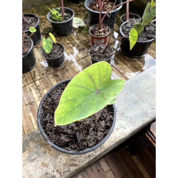 โคโลคาเซีย เลม่อนไลม์ colocasia lemon lime gecko