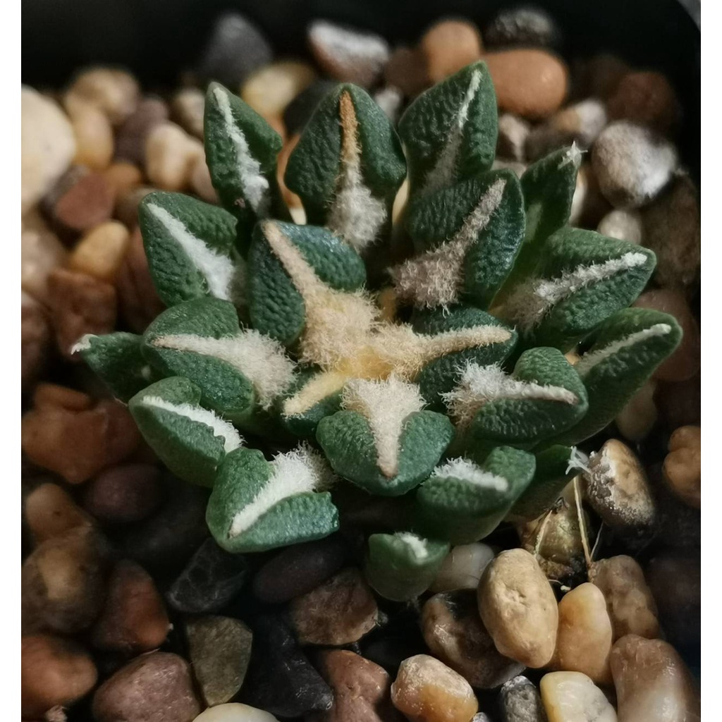 Ariocarpus Kotschoubeyanus elephantidens อาริโอคาปัส คอชชูช้าง cactus แคคตัส กระบองเพชร  #108cactus