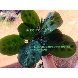 คล้ากระต่ายชมจันทร์ Maranta leuconeura  (Scrophulariaceae)