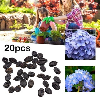 （อัตราการปลูกสูง）20pcs/Bag Hydrangea Seeds Perennial Flower Seeds Bonsai Flower Seeds Yard Rare Landscape Decor