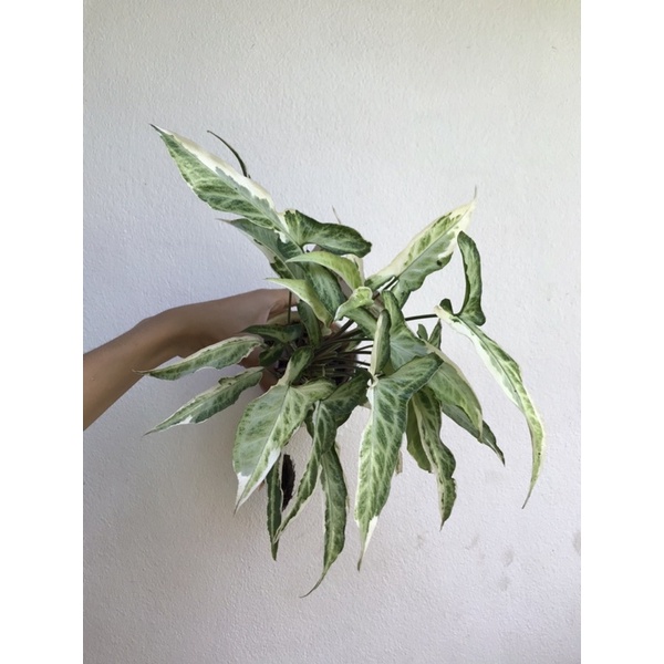 ✅ มีของแถมทุกออเดอร์- Syngonium Starlite - ไม้แรร์