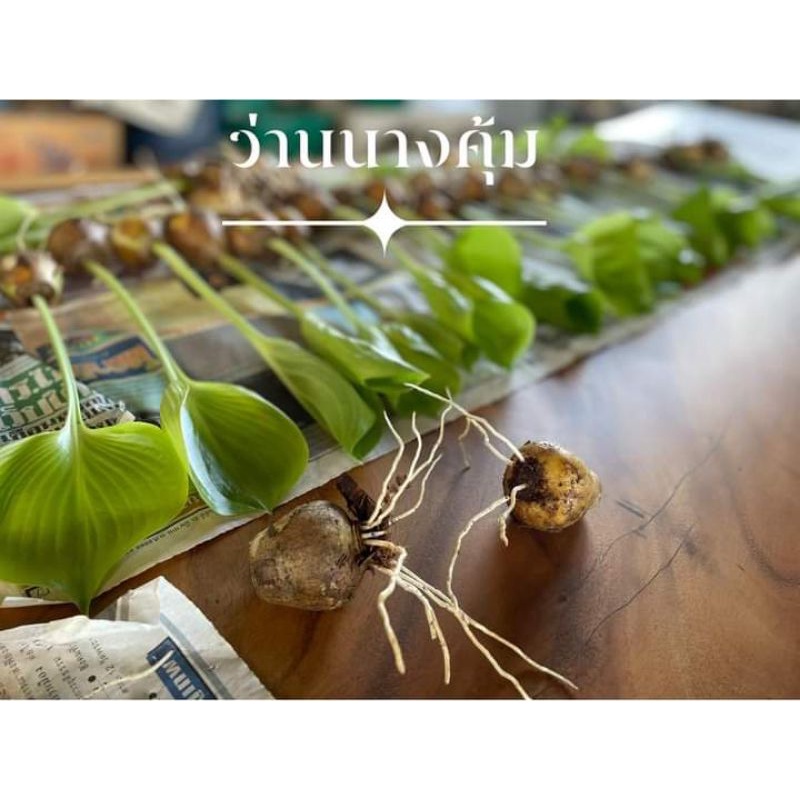 ว่านนางคุ้ม1หัวถูกที่สุดดอกไม้มงคลหายาก
