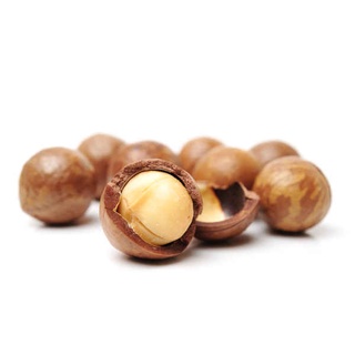 แมคคาเดเมีย  ไผ่หวาน ลูกสน ไม้เเอ๊บเปิ้ล สำหรับสัตว์ฟันเเทะ …