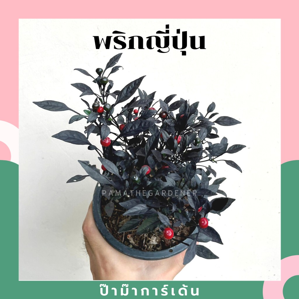 มุมมอง 2