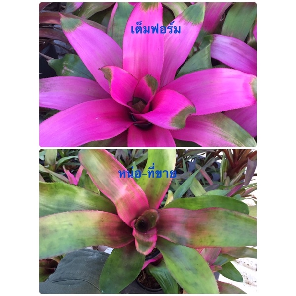 หน่อ-นีโอดอนน่า # Neo Donna #ต้นสับประรดสี#สับปะรดสี##bromeliad# ต้นไม้สวยงาม# ไม้ประดับ# ตกแต่งสวน# ปลูกตกแต่งบ้าน