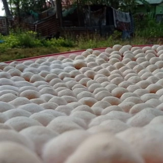 ลูกแป้งสาโท เชื้อสาโท ราคาส่ง 6 ลูก 30 บาท