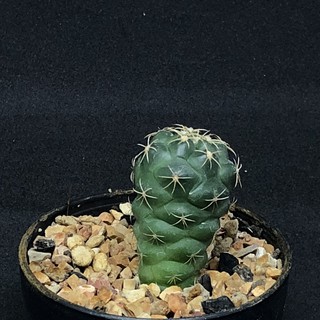 Coryphantha elephantidens (ช้าง) ขนาดเล็ก