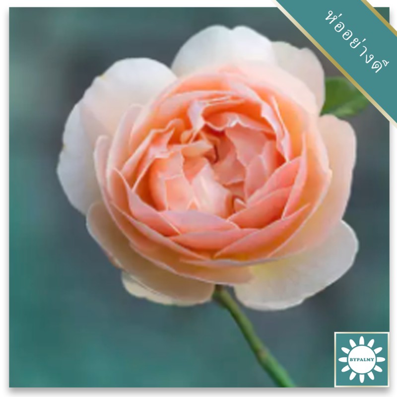 20 เมล็ด กุหลาบ Juliet Rose Seeds
