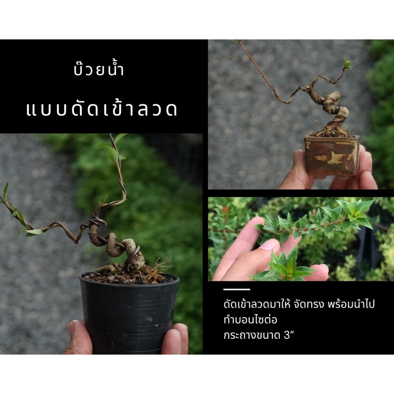 กล้าบ๊วยน้ำ (Chineses buttonbush/ Adina rubella.) 🌿บอนไซ ดัดเข้าลวด กระถาง 3” บอนไซจิ๋ว แบบเข้าลวดให้แล้ว
