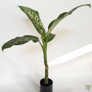ว่านพญาเสือโคร่ง (  ต้นไม้ตระกลูสาวน้อยประแป้ง / ต้นพญาเสือโคร่ง / dieffenbachia ) 999garden