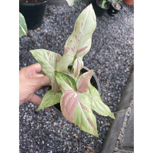 Syngonium Pink Salmon