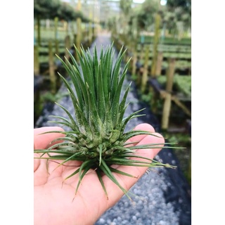 Tillandsia ionantha var stricta