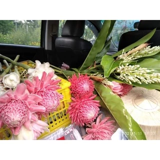 ดาหลา 1 ชุด ได้3หน่อขนาดเล็กลุ้นสีชมพูขาวแดงลุ้นคละสี