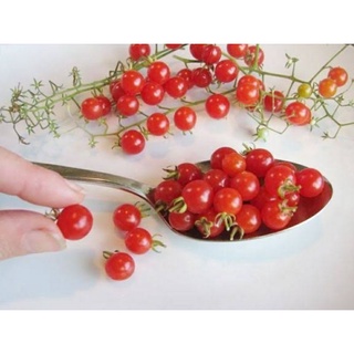 เมล็ดพันธุ์มะเขือเทศช้อนชา (Teaspoon Cherry Tomato Seed) บรรจุ 15 เมล็ด ของแท้ คุณภาพดี ราคาถูก นำเข้าจากต่างประเทศ