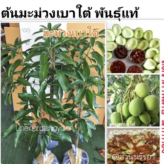 ‼️ของแท้‼️ต้นมะม่วงเบาใต้   (กิ่งทาบถุงดำ) สูง80-100ซม.