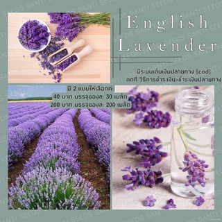 เมล็ดพันธุ์ ลาเวนเดอร์ อังกฤษ 200 เมล็ด English Lavender Seed เมล็ดพันธุ์แท้ นำเข้าจากต่างประเทศ ปลูกผัก สวนครัว ถูกด/เม