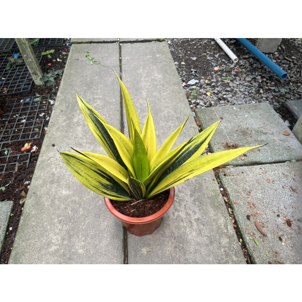 มุมมอง 3