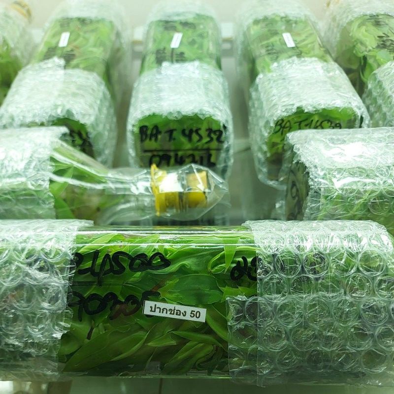 กล้วยเพาะเนื้อเยื่อปากช่อง50 ไข่เกษตร2 ×40ต้น