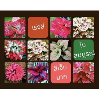 ปุ๋ยบอนสี คาลาเดียม บลูมแตกหน่อไวใบสวย สมบูรณ์ 2ขวด70บาท