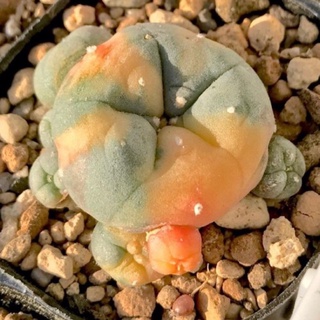 🧡💛Lophophora Diffusa💛🧡 โลโฟโฟล่า(ด่างส้ม)10เมล็ด.-89