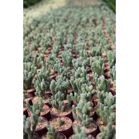 หูกระต่าย Opuntia microdasys (อ่านรายละเอียดก่อนสั่งนะคะ )