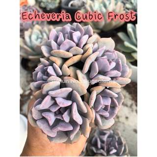 Echeveria Cubic Frost