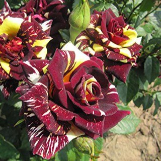 เมล็ดพันธุ์ กุหลาบ สตาร์แอนด์สไตร้พส์ Tiger Striped Rose Seeds สี แดง-เหลือง ดอกใหญ่ นำเข้าจากต่างประเทศ 30 เมล็ด