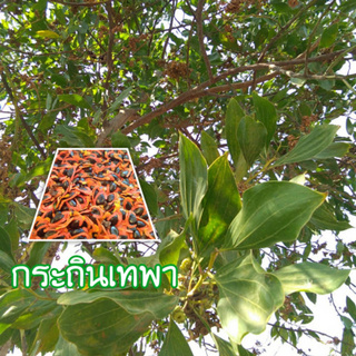 100 เมล็ด เมล็ดพันธุ์ กระถินเทพา (Acaacia mangium willd) จัดเป็นไม้โตเร็วที่อยู่ในพืชตระกูลถั่ว