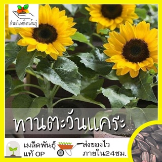 เมล็ดพันธุ์ ทานตะวันแคระ  เมล็ด Big Smile Sunflower Seed เมล็ดพันธุ์แท้ นำเข้าจากต่างป50 เมล็ด (ไม่ใช่พืชที่มีชีวิต)