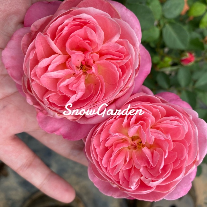 กุหลาบ Yume Akari ยูเมะ อาการิ ทรงพุ่ม สีสด ทนร้อน มีกลิ่นหอม