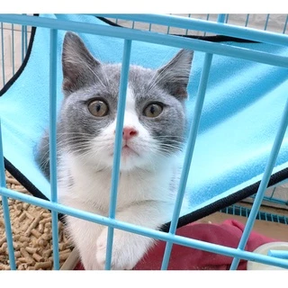 😺Hipetime offical shop😺เปลที่นอน แบบแขวน สําหรับสัตว์เลี้ยง แมว