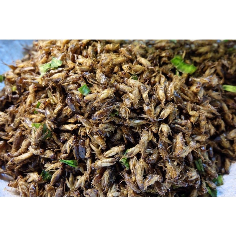 สะดิ้งทอด (ปริมาณ 250กรัม) ทอดใหม่ พร้อมส่ง (ร้านสุโขทัยรวมแมลง เชียงใหม่ ) - รูปที่ 2