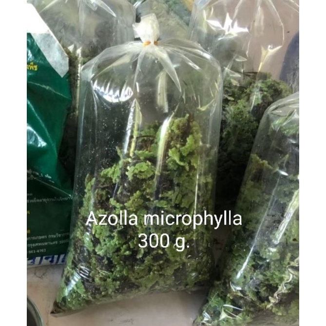 แหนแดง พันธุ์กรมวิชาการเกษตร(Azolla microphylla) ตักสด 300 กรัม