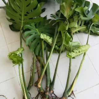 ขายต้นมอนสเตอร่าพันธุ์ไจแอนท์ (Monstera)