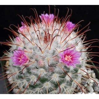 บอมไบเซียน่า mammillaria bombycina กระถาง 2 นิ้ว