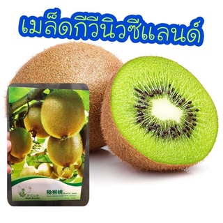 🥝🥝เมล็ดกีวีนิวซีแลนด์ กีวี เมล็ดกีวีเขียว จำนวน 50-80 เมล็ด ปลูกได้ในอากาศไทย🥝🥝