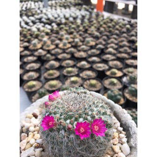 Cactus แมมแม่เฒ่า #แคคตัสราคาถูก# กระบองเพชร # พืชทนแล้ง # ต้นไม้ทะเลทราย