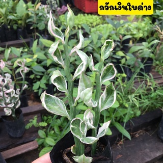 🌿กวักเงิน กวักเงินกวักทอง นางกวัก🌿ไม้มงคลใบด่างเสริมความร่ำรวย ไม้ฟอกอากาศ ยาว 5 นิ้วขึ้นไป พร้อมถุงชำรากเต็มพร้อมปลูก