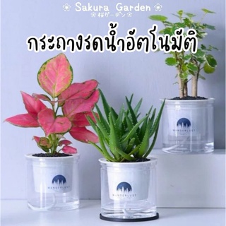 🔥𝗦𝗔𝗟𝗘🔥กระถางรดน้ำอัตโนมัติแบบใสสไตล์นอร์ดิก