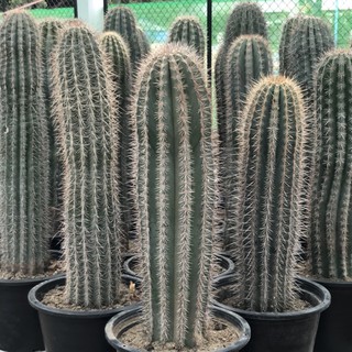 แม็กซิกันไจแอนท์ Pachycereus pringlei 🌵