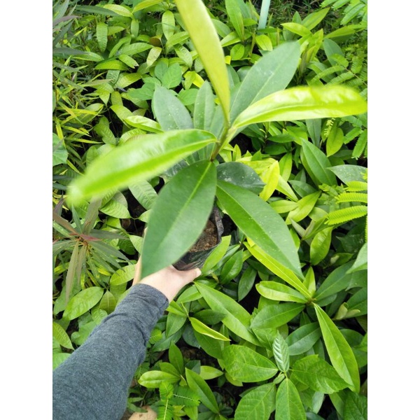ต้นมะริดไทย🌳 ขนาด 15-20 ซ.ม. ขึ้นไป🌱✨✨✨🌱🌱