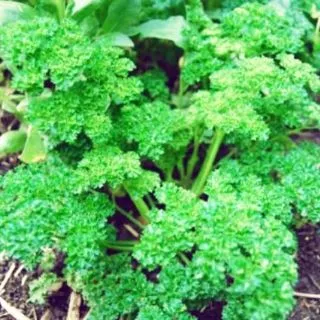 50 เมล็ด เมล็ด​พันธุ์​ นำเข้า​ พาร์สลีย์​ (Parsley)​