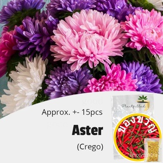 [Plantfilled] Aster Crego Seeds | Flowers - Approx. 15 seedsseeds/手链/儿童/上衣/头饰/裙子/木瓜/母婴/花园/生菜/ ASYD