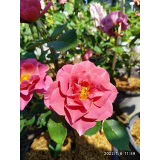 กุหลาบ​ อาโออิ​ (Aoi rose)​